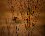 Moineau