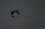 Cormoran