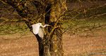 Aigrette