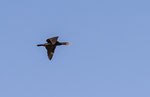Cormoran