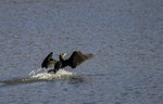 Cormoran - Lac du Bourdon (89)
