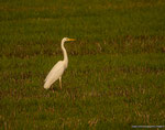 Aigrette
