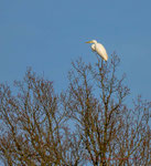 Aigrette blanche - Etang bergerats (89)