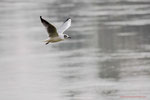 Mouette