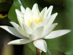 Water lily in our pond in June