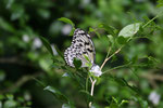 Zoo Singapur