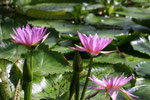 Botanischer Gatzen München