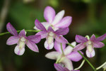 Botanischer Garten Singapur