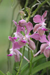 Botanischer Garten Singapur