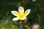 Frangipani - oder doch Tiare?