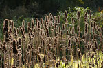 Botanischer Garten Duisburg