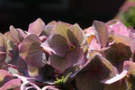 Hortensie im Herbst