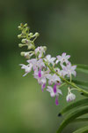 Botanischer Garten Singapur