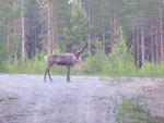 Rentierbesuch 