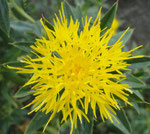 Kwekerij Ruco (Nieuwkoop)