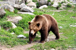 Einer  der Bären im Tierpark Lycksele