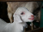 Young and playful baby goat