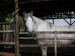 Frida, the dirtiest of our 4 horses ;)