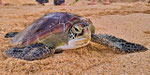 Schildkrötenfarm in Koggala
