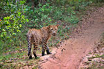 Jeep-Safari im Wilpattu Nationalpark