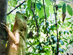 Dschungel-Safari im Sinharaja Nationalpark