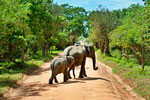 Yala Nationalpark Jeep-Safari