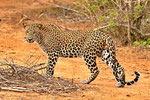 Yala Nationalpark Jeep-Safari