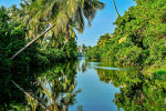 Muthurajawela Mangrove Marsh Boat Safari auf dem Negombo Hamilton Canal