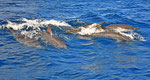 Große Delfine Watching Boat-Safari ab Kalpitiya