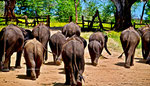 Besuch des Udawalawe Elephant Transit Home