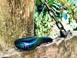 Dschungel-Safari im Sinharaja Nationalpark