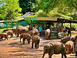 Udawalawe Elephant Transit Home