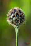 Bild Nr. BNF9477