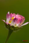 Bild Nr. BNF9427