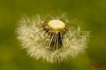 Bild Nr. BNF9655
