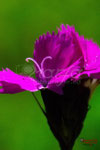 Bild Nr. BNF0701