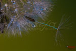 Bild Nr. BNF8843