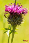 Bild Nr. BNF0933