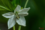 Bild Nr. BNF05857-1
