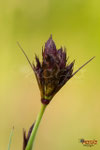 Bild Nr. BNF9476