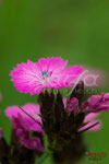 Bild Nr. BNF9471