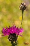 Bild Nr. BNF0638-3