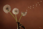 Bild Nr. BN9245-1