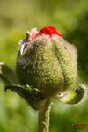 Bild Nr. BNF0828