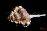 Bild Nr. BNF6986