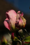 Bild Nr. BNF0822