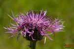 Bild Nr. BNF0923