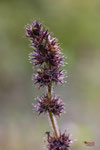 Bild Nr. BNF08889-8