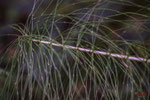 Bild Nr. BNF08845-2