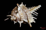 Bild Nr. BNF6984